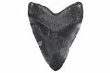 Fossil Megalodon Tooth - South Carolina #360762-2